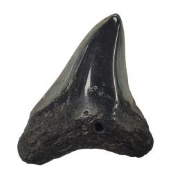 Otodus megalodon north carolina 7 cm