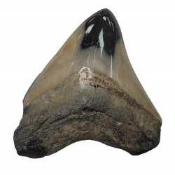 Otodus megalodon caroline du nord  6 cm