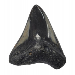 Otodus megalodon north carolina 7 cm