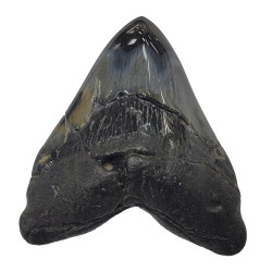 Otodus megalodon north carolina 7 cm