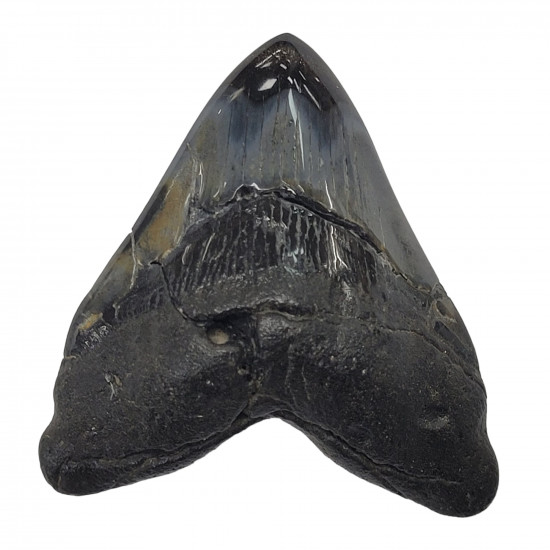 Otodus megalodon north carolina 7 cm