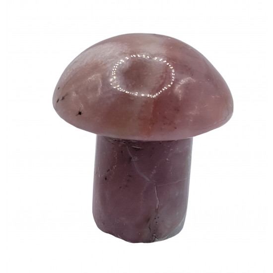mushroom pink opal mushroom pink opal