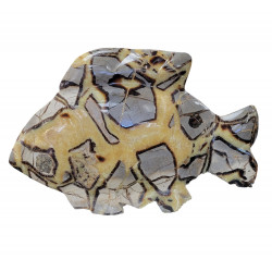 Poisson septaria jaune
