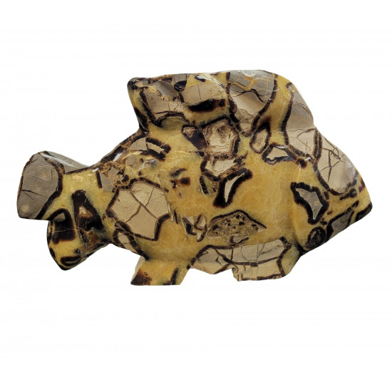 Fish yellow septarian