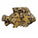 Fish yellow septarian