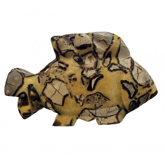 Fish yellow septarian