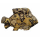 Fish yellow septarian