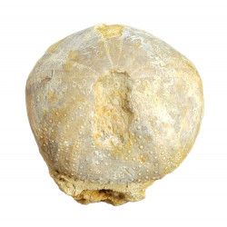 Pygaster ornatus
