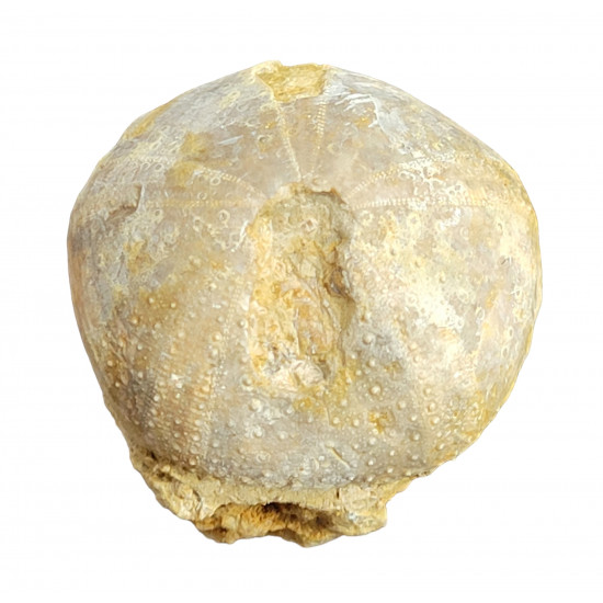 Pygaster ornatus