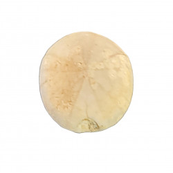 pyrinas ovalum