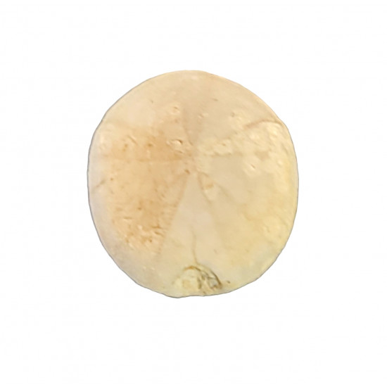 pyrinas ovalum