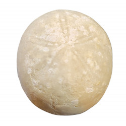 vologesia ovum