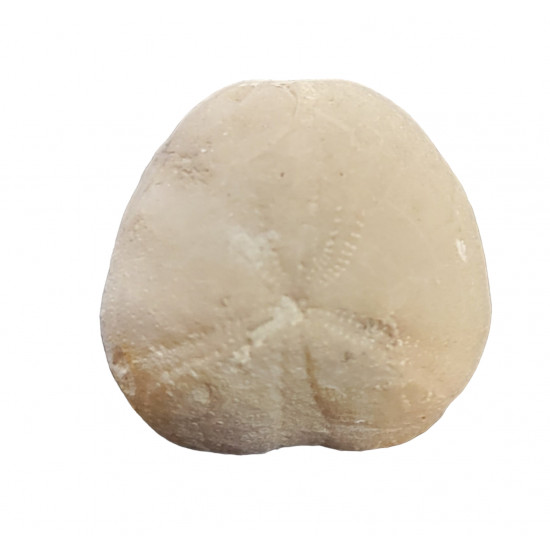 hemiaster sp