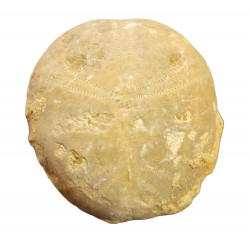 collyrites bicordata