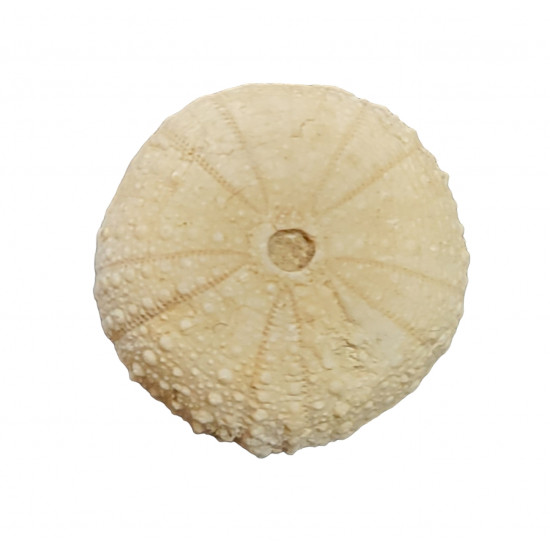 orthopsis milliaris