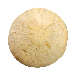 holectypus depressus