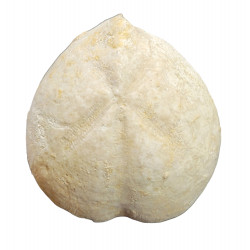 micraster coranguinum