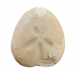 micraster leskei