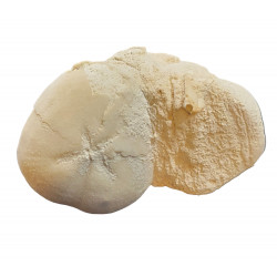 micraster leskei