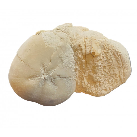 micraster leskei