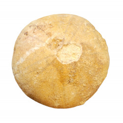 holectypus depressus