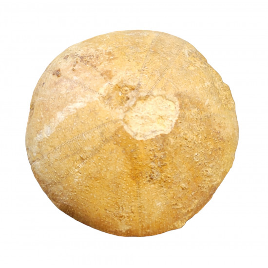 holectypus depressus