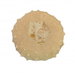 gauthieria radiata