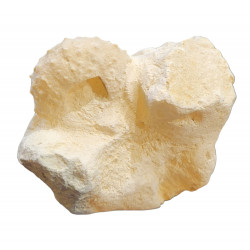 gauthieria radiata