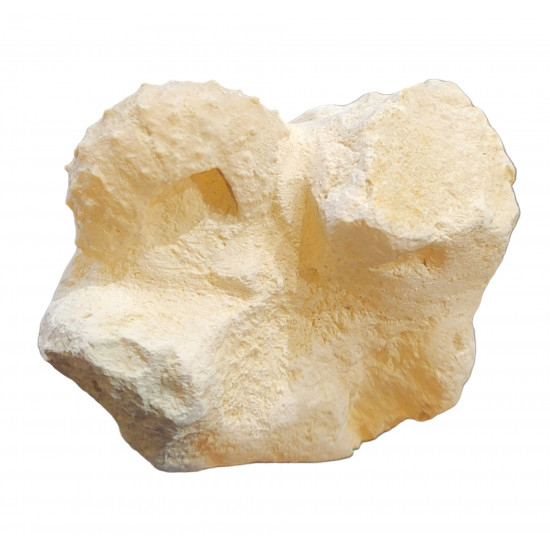gauthieria radiata
