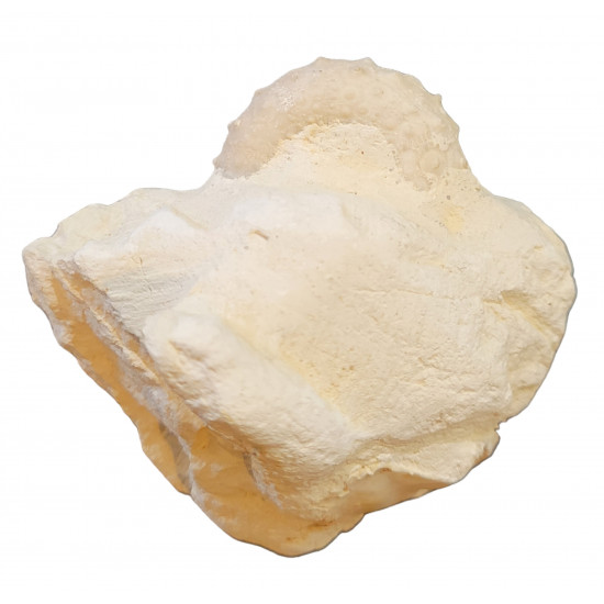 gauthieria radiata