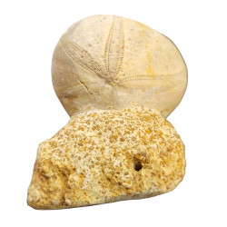 nucléolites micraulus