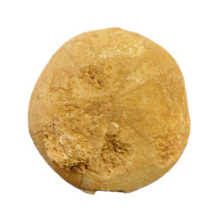 holectypus depressus