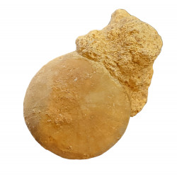 holectypus corallinus 