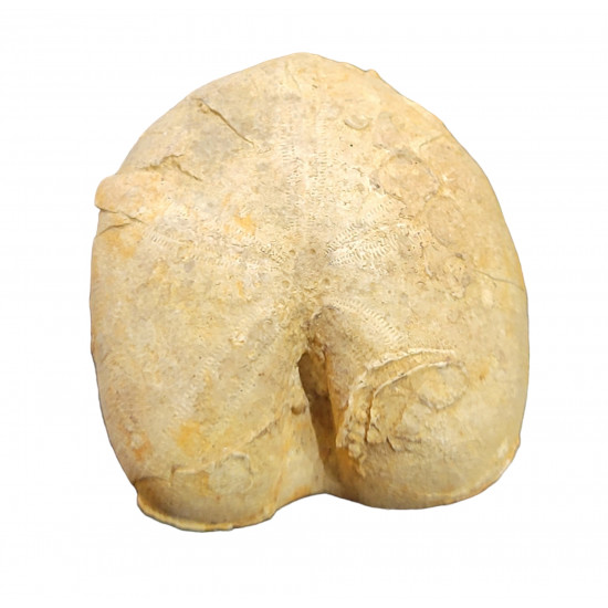 nucleolites elongatus