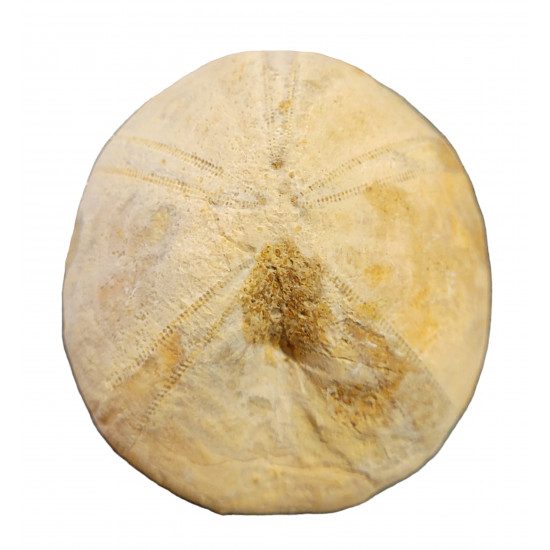 hybboclypeus gibberulus