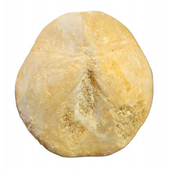 hybboclypeus gibberulus