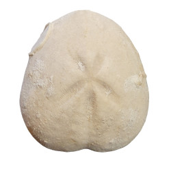 micraster leskei