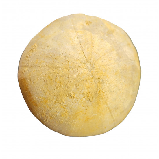 holectypus depressus