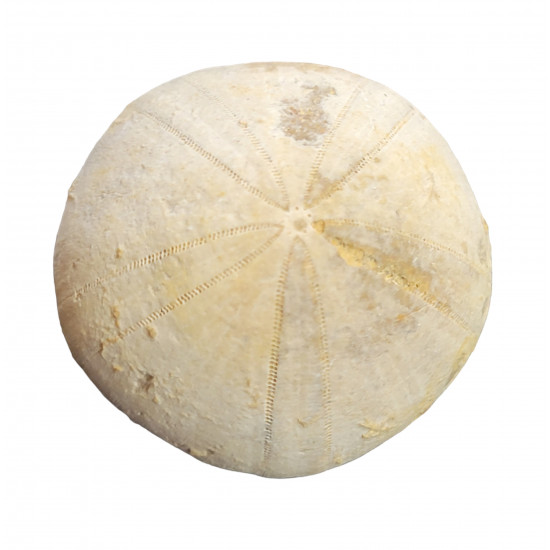 holectypus depressus