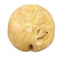 clypeus hugii