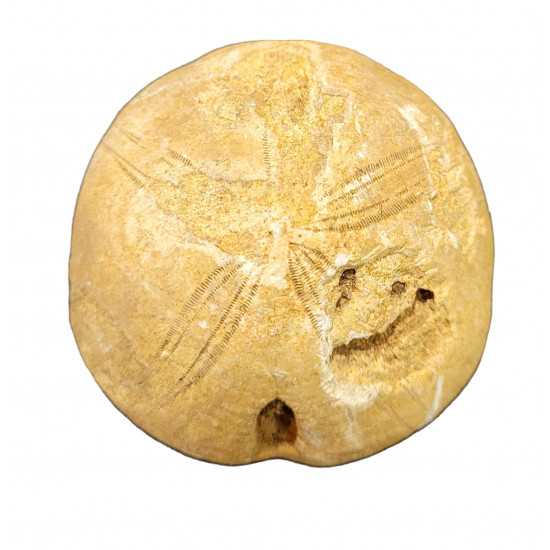 clypeus hugii