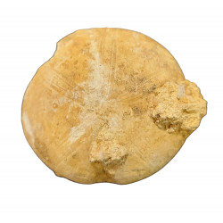 clypeus hugii