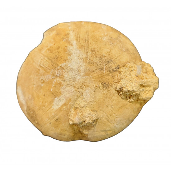 clypeus hugii