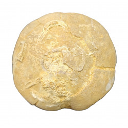 clypeus hugii