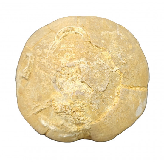 clypeus hugii