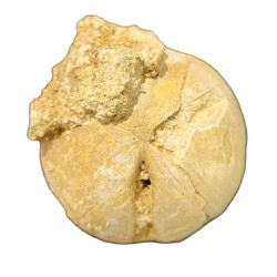 clypeus hugii