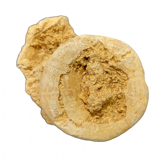clypeus sp.