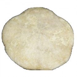 sismondia intermedia 