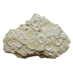 Phymosoma raguini