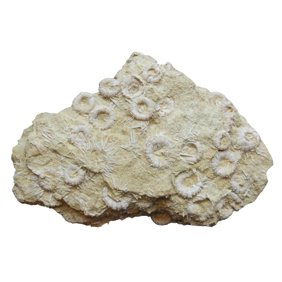 Phymosoma raguini